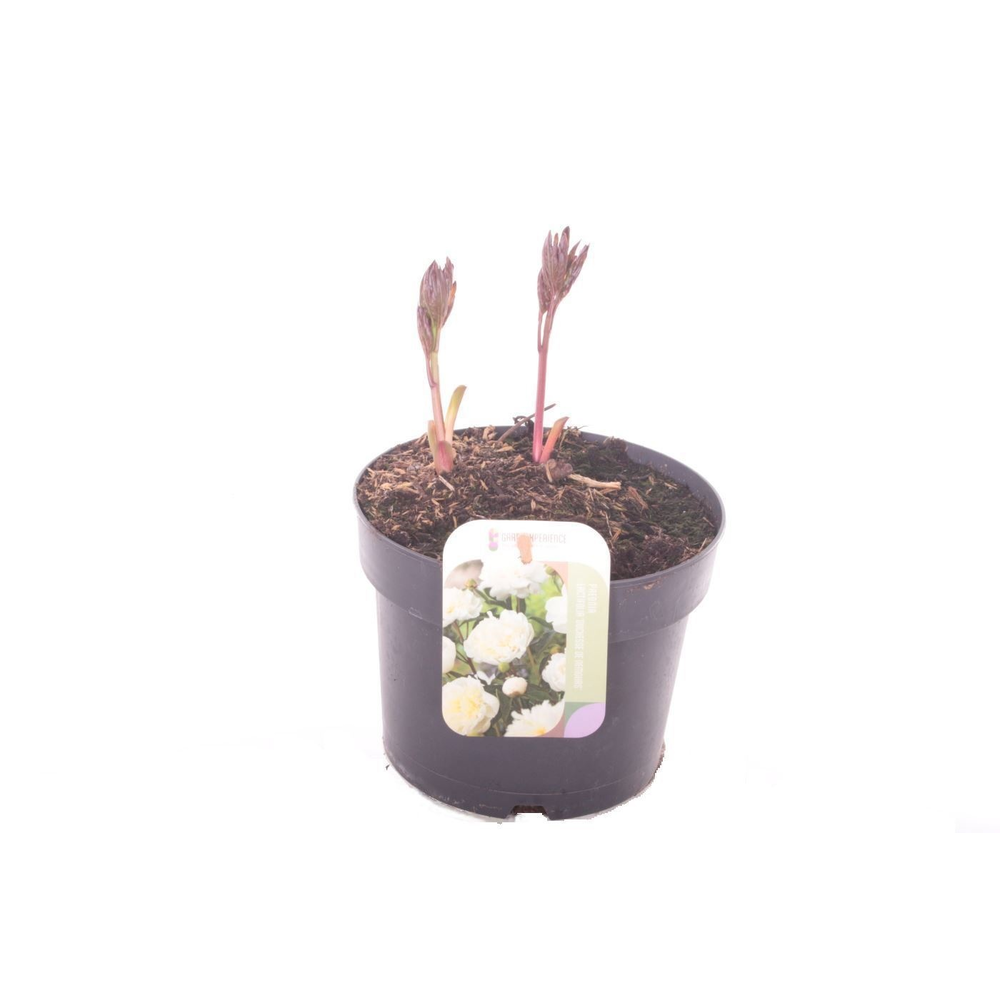 Paeonia Duchesse de Nemours.