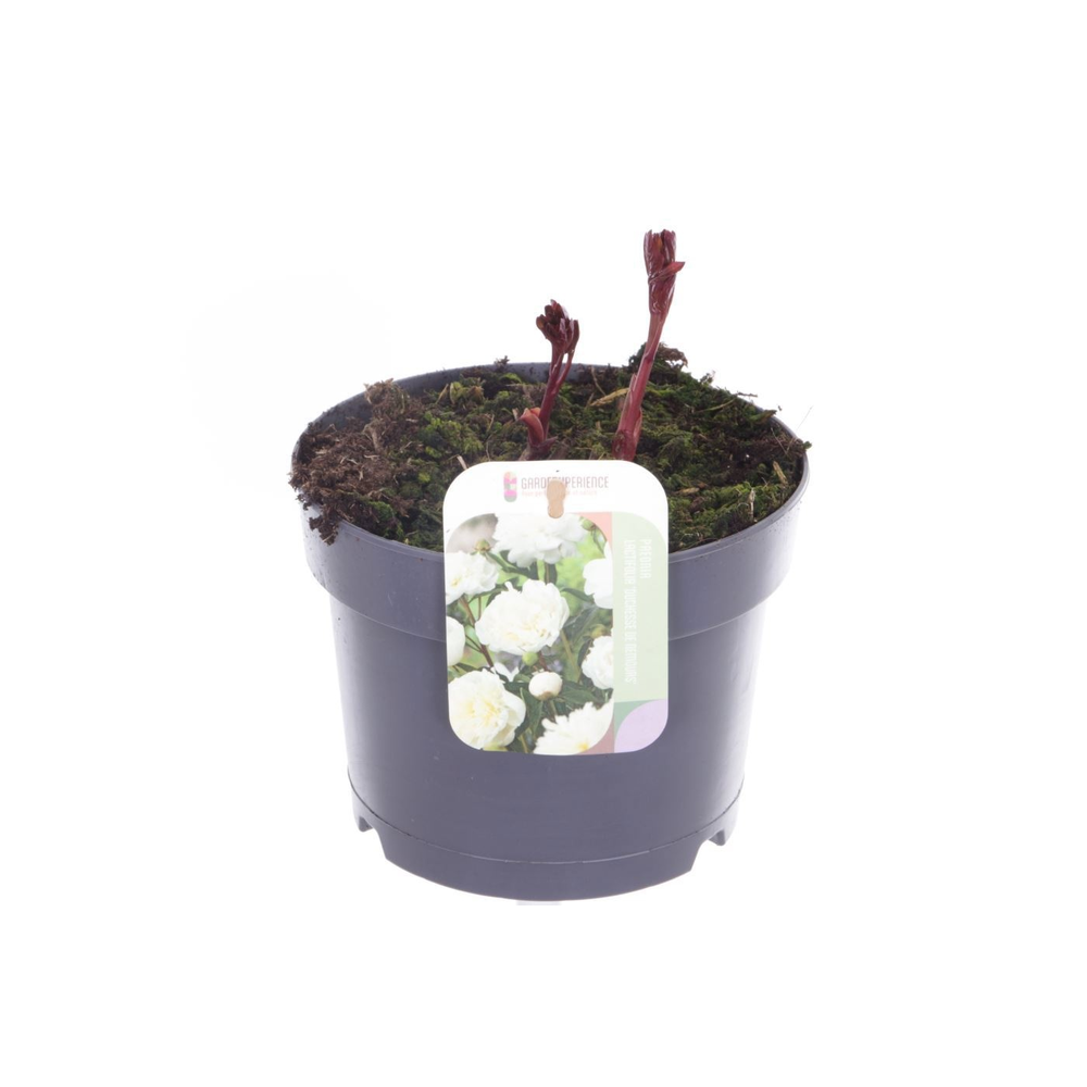 Paeonia Duchesse de Nemours.