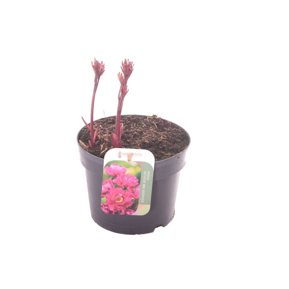 Paeonia Karl Rosenfield.