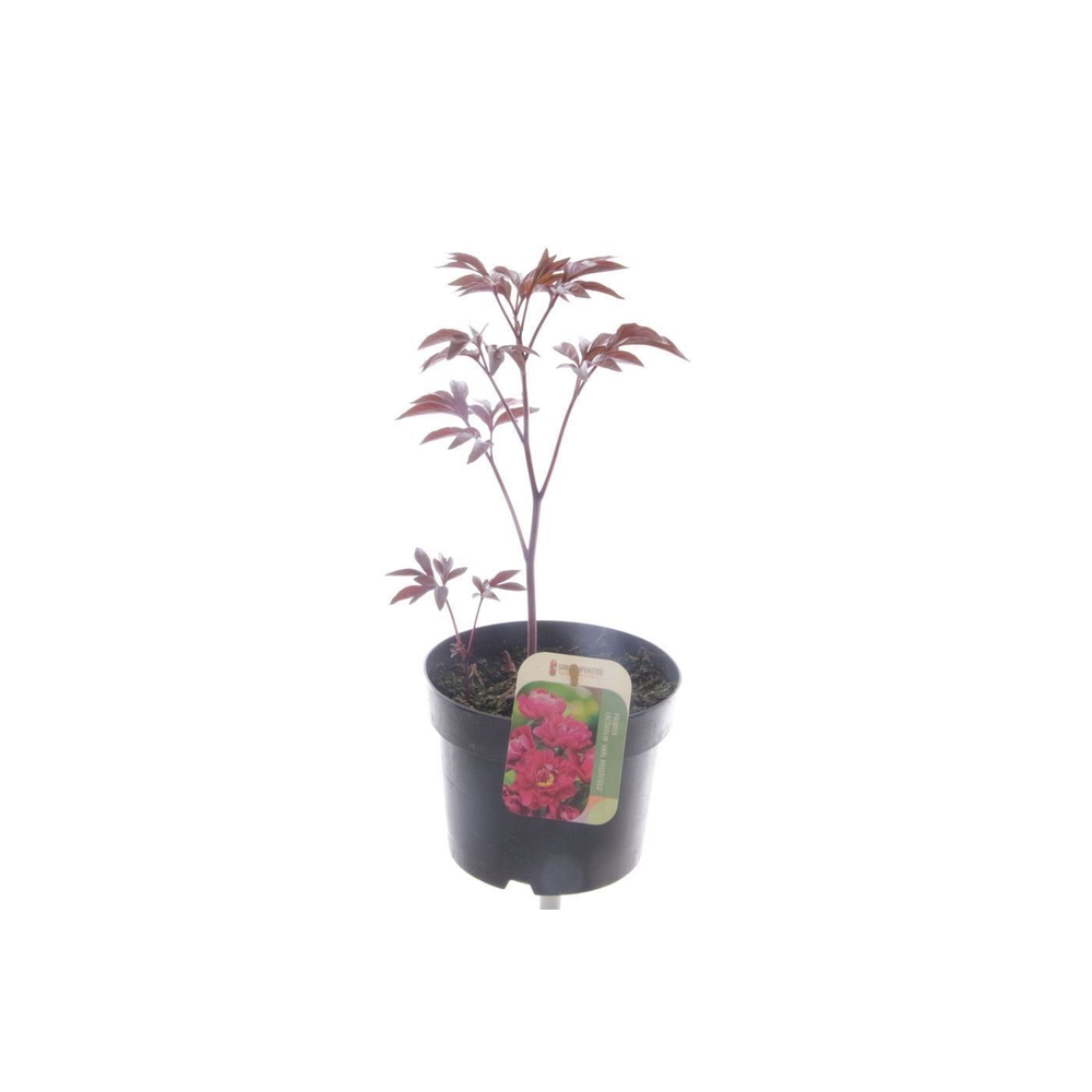 Paeonia Karl Rosenfield.