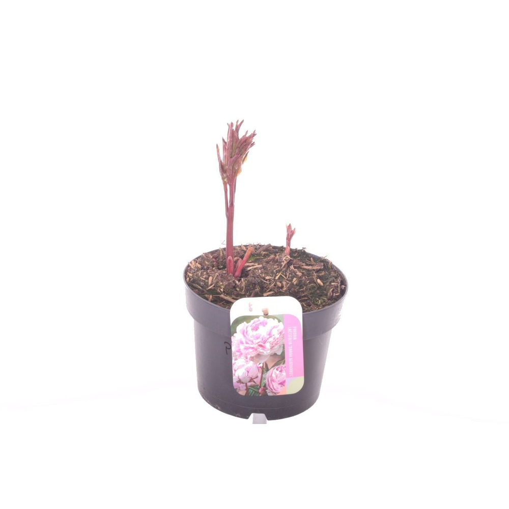 Paeonia Sarah Bernhard.