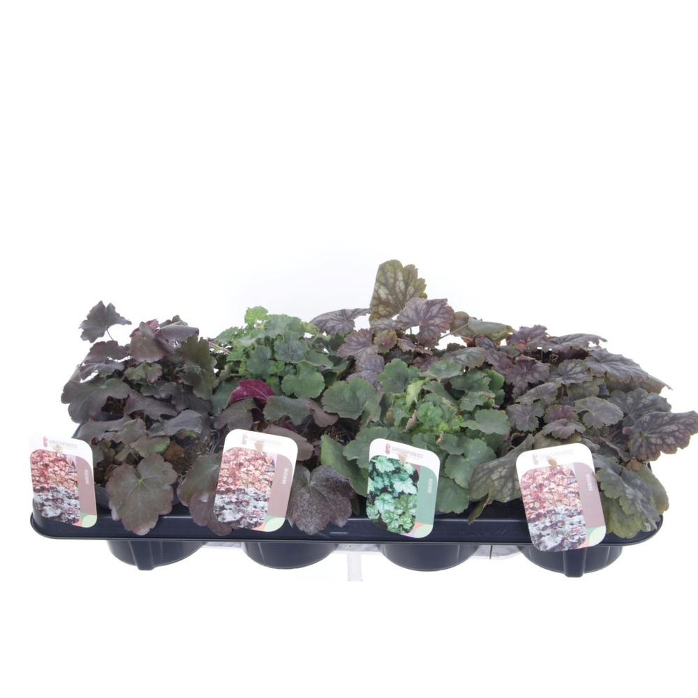 Heuchera mix.