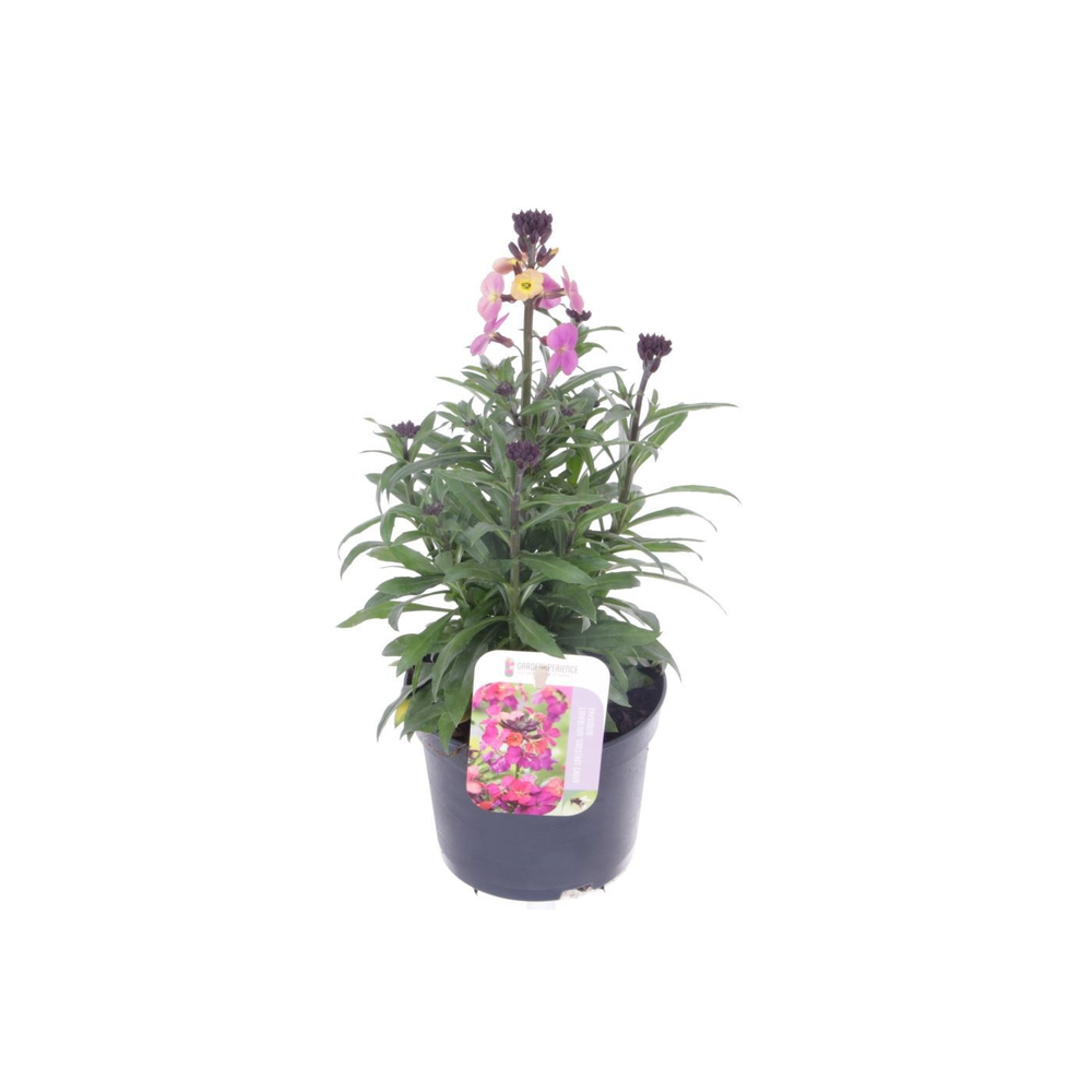 Erysimum Constant Cheer.