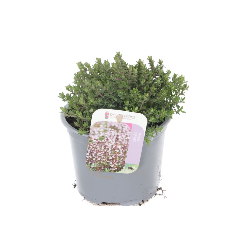 Thymus vulgaris Precompa.