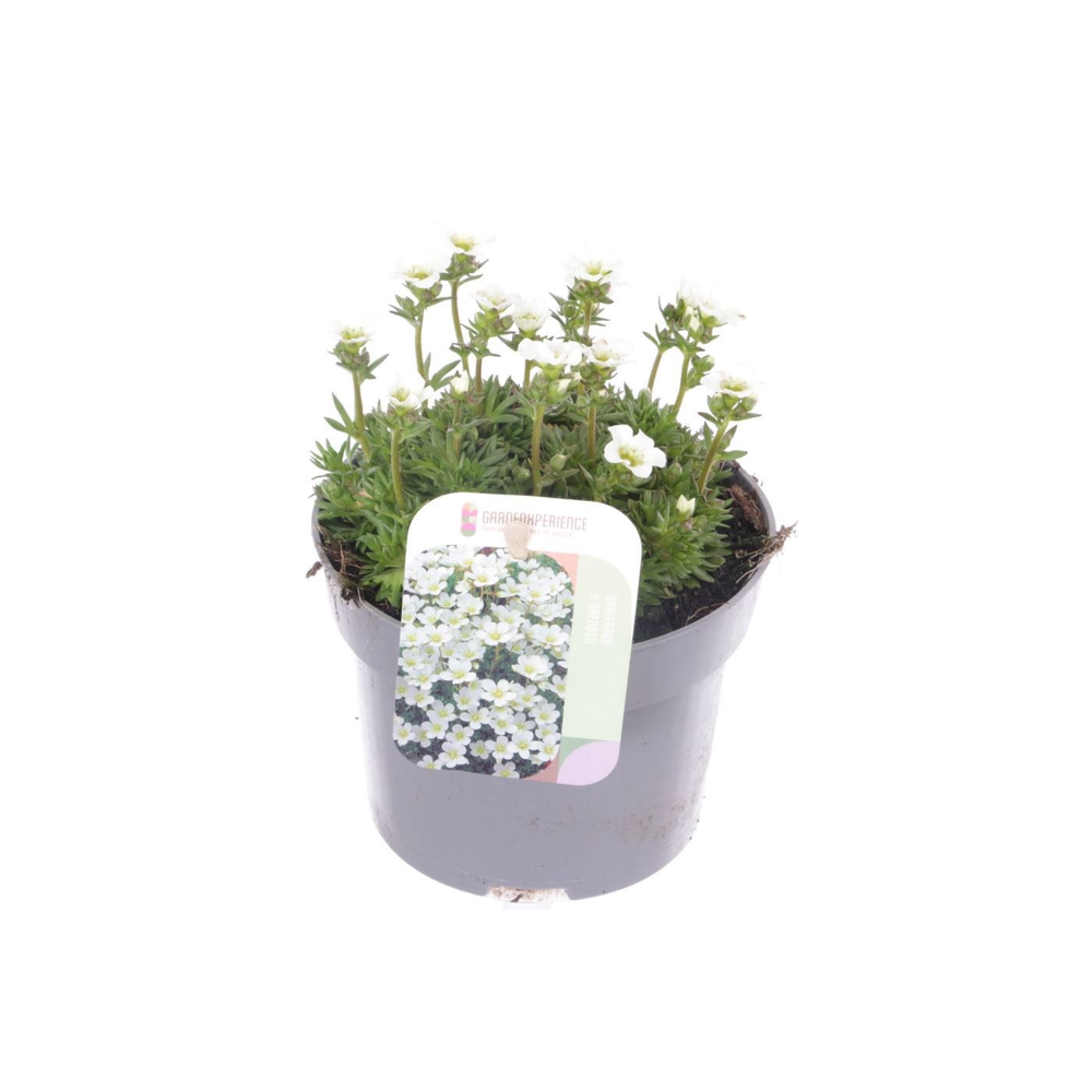 Saxifraga Alpino white.