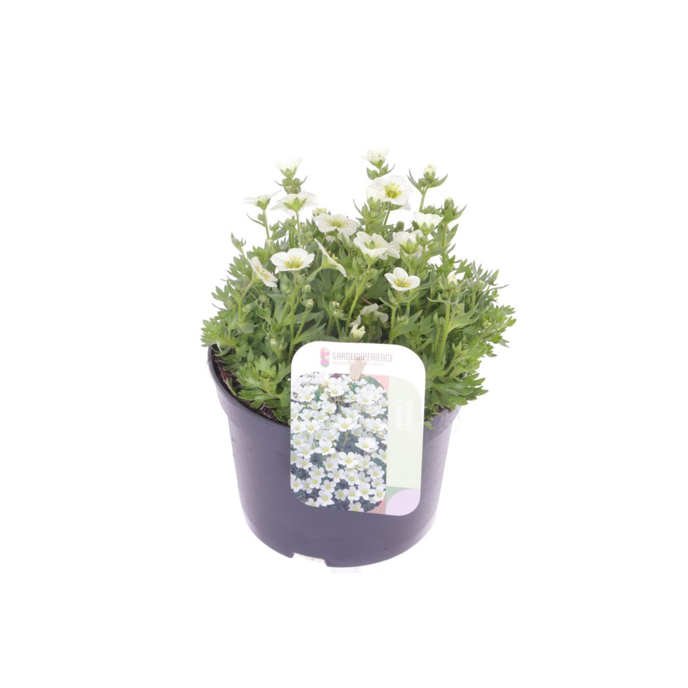 Saxifraga Alpino white.