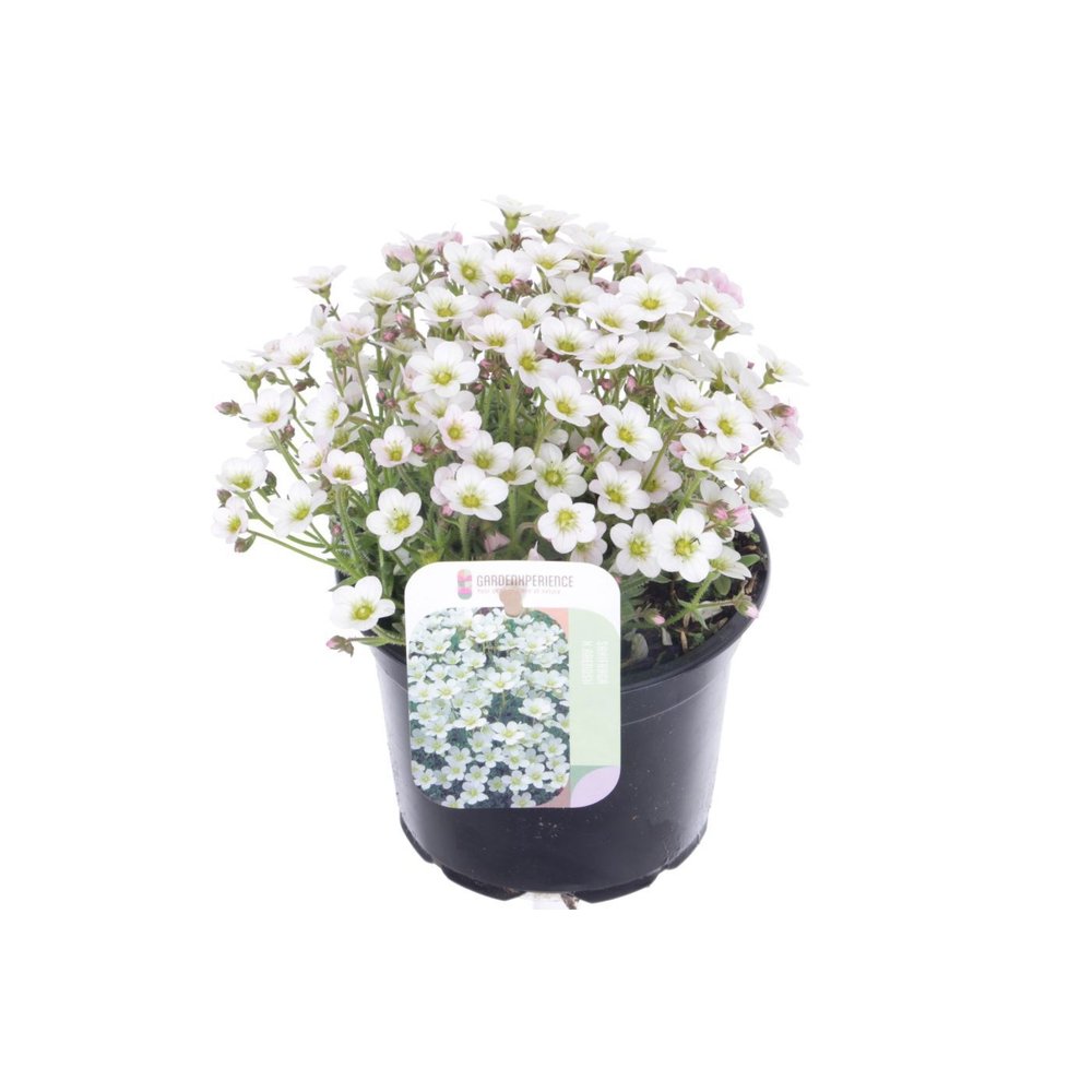 Saxifraga Arendsii Marto White.