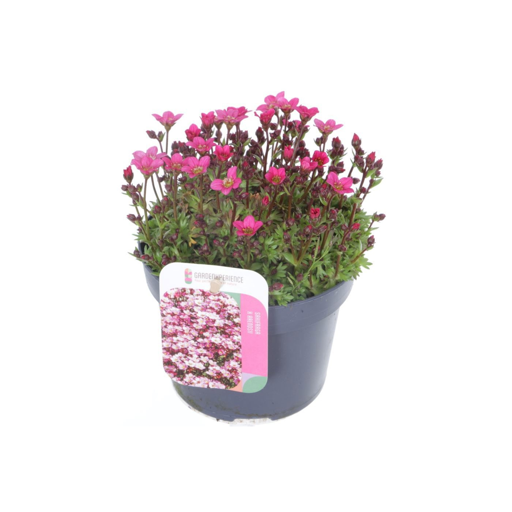 Saxifraga Touran pink.