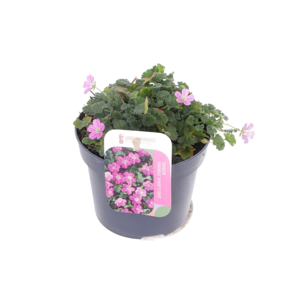 Elbrus terracotta Antik Choko Indoor.