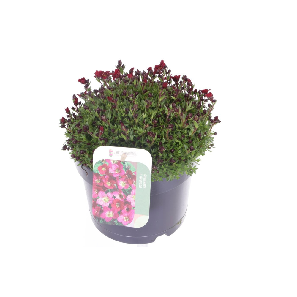 Saxifraga Touran Deep Red.