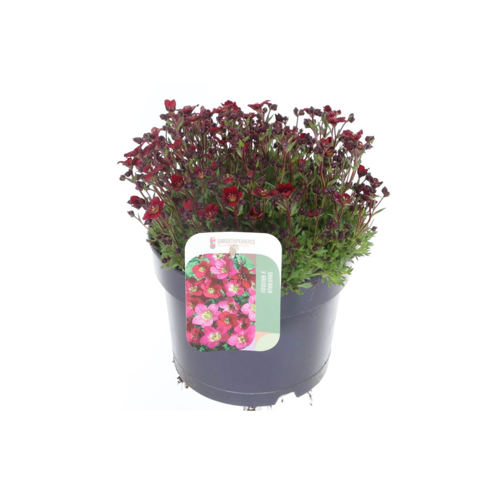 Saxifraga Touran Deep Red.