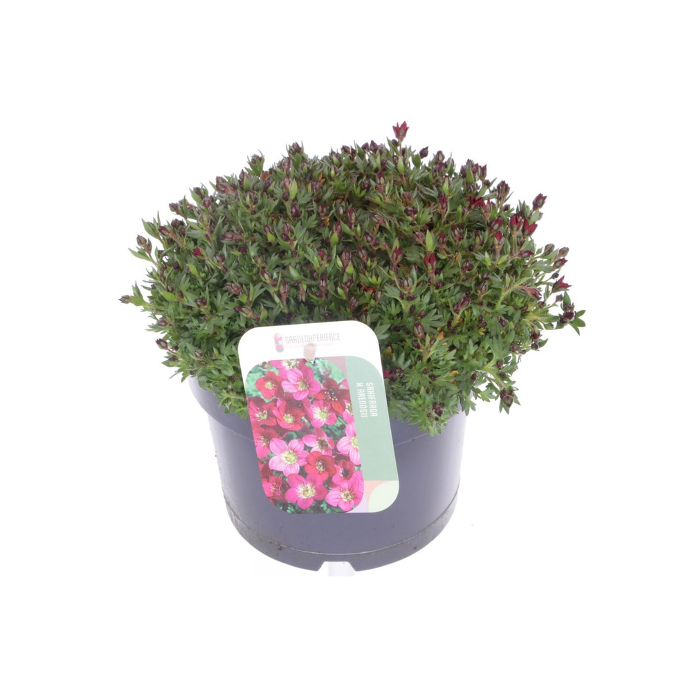 Saxifraga Touran Deep Red.