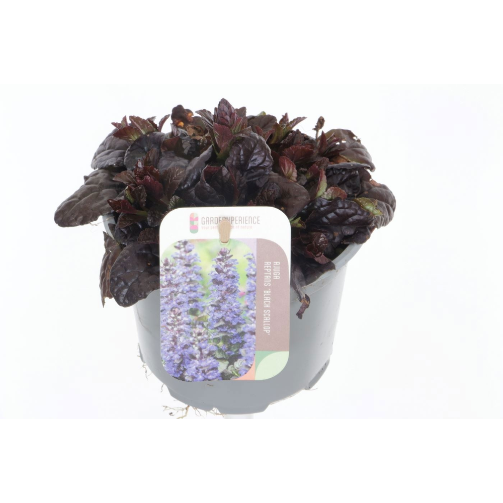 Ajuga reptans Black Scallop.