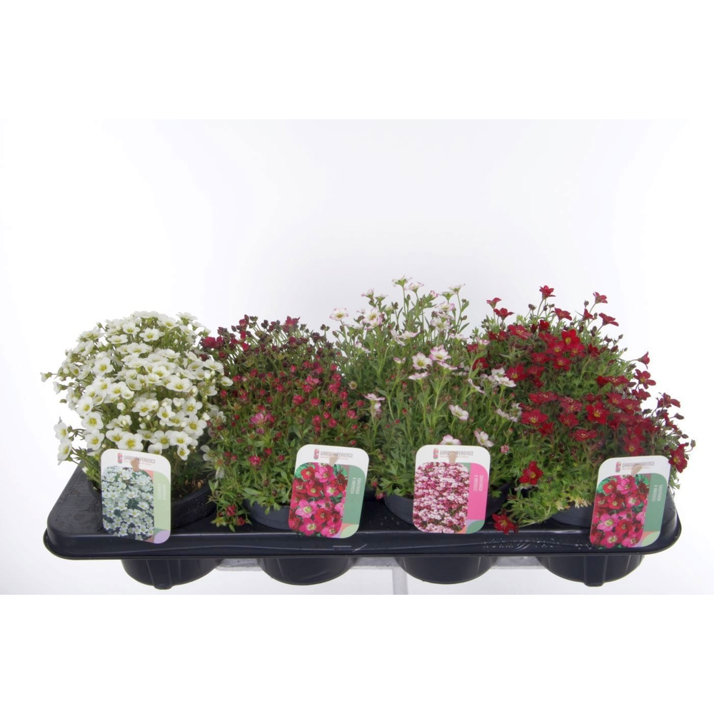 Saxifraga mix in tray.