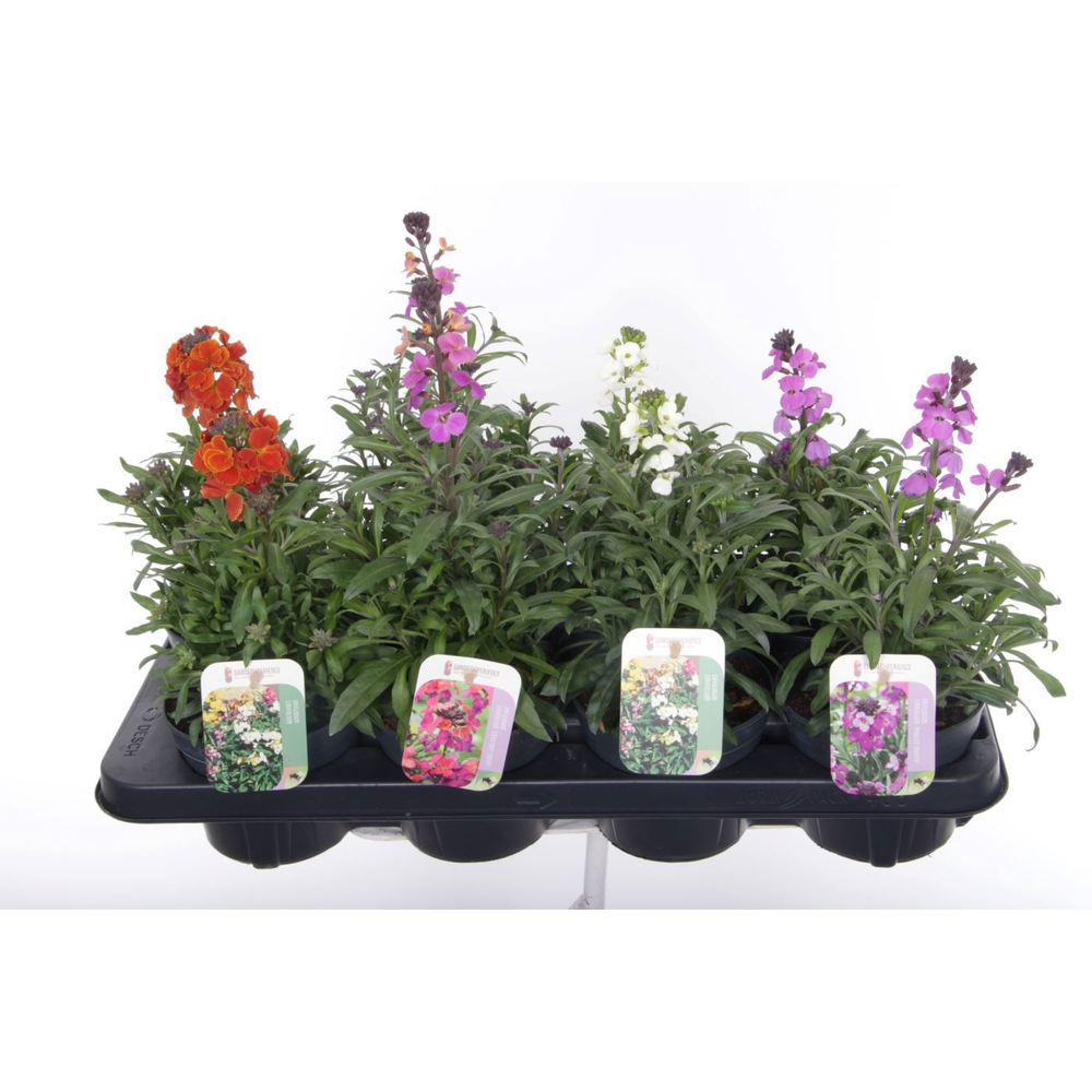 Erysimum linifolium mix.