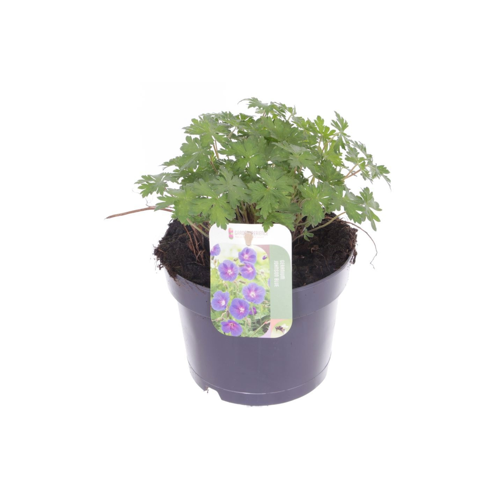 Geranium Johnsons Blue.