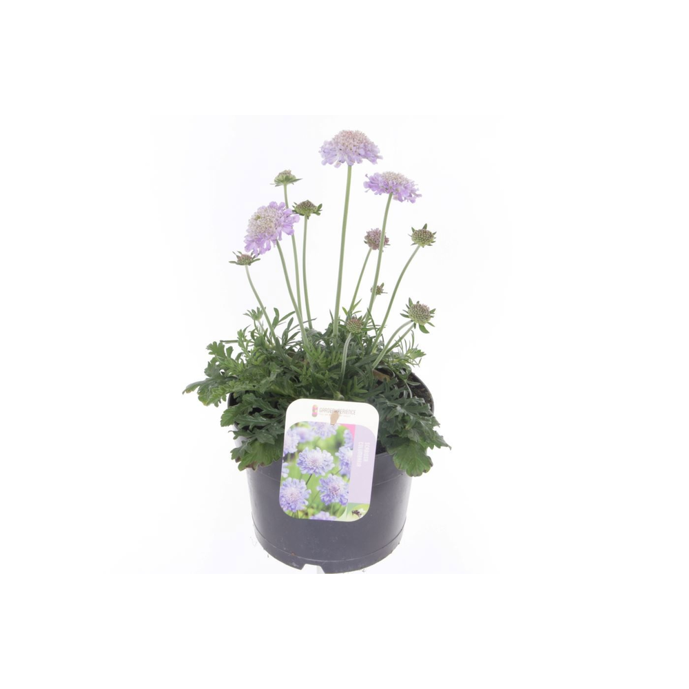 Scabiosa columbaria Butterfly Blue.