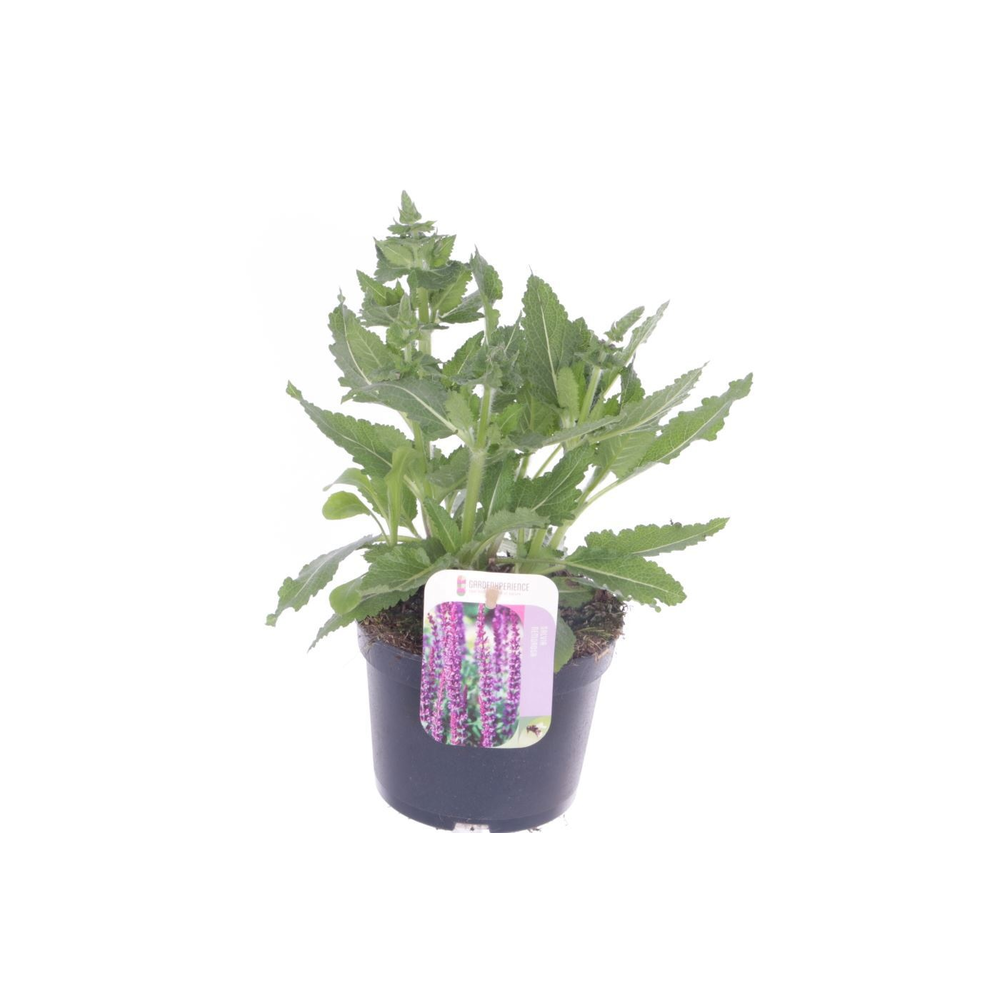 Salvia sylv. april night.