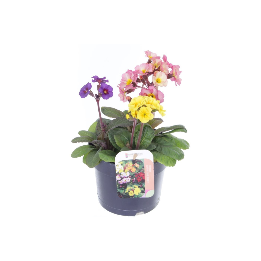 Primula elatior Gold Nugget mix.