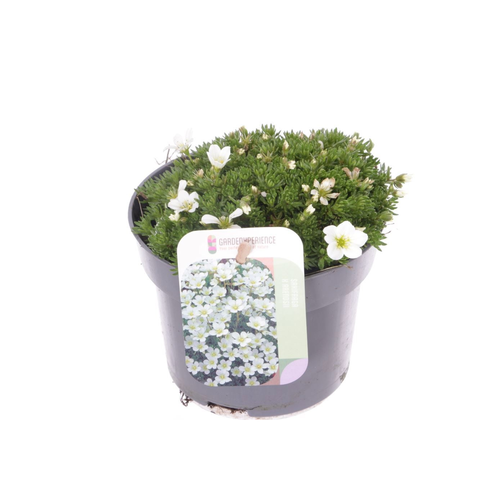 Saxifraga cespitosa Findling.