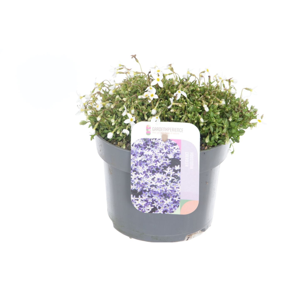 Houstonia caer. alba.