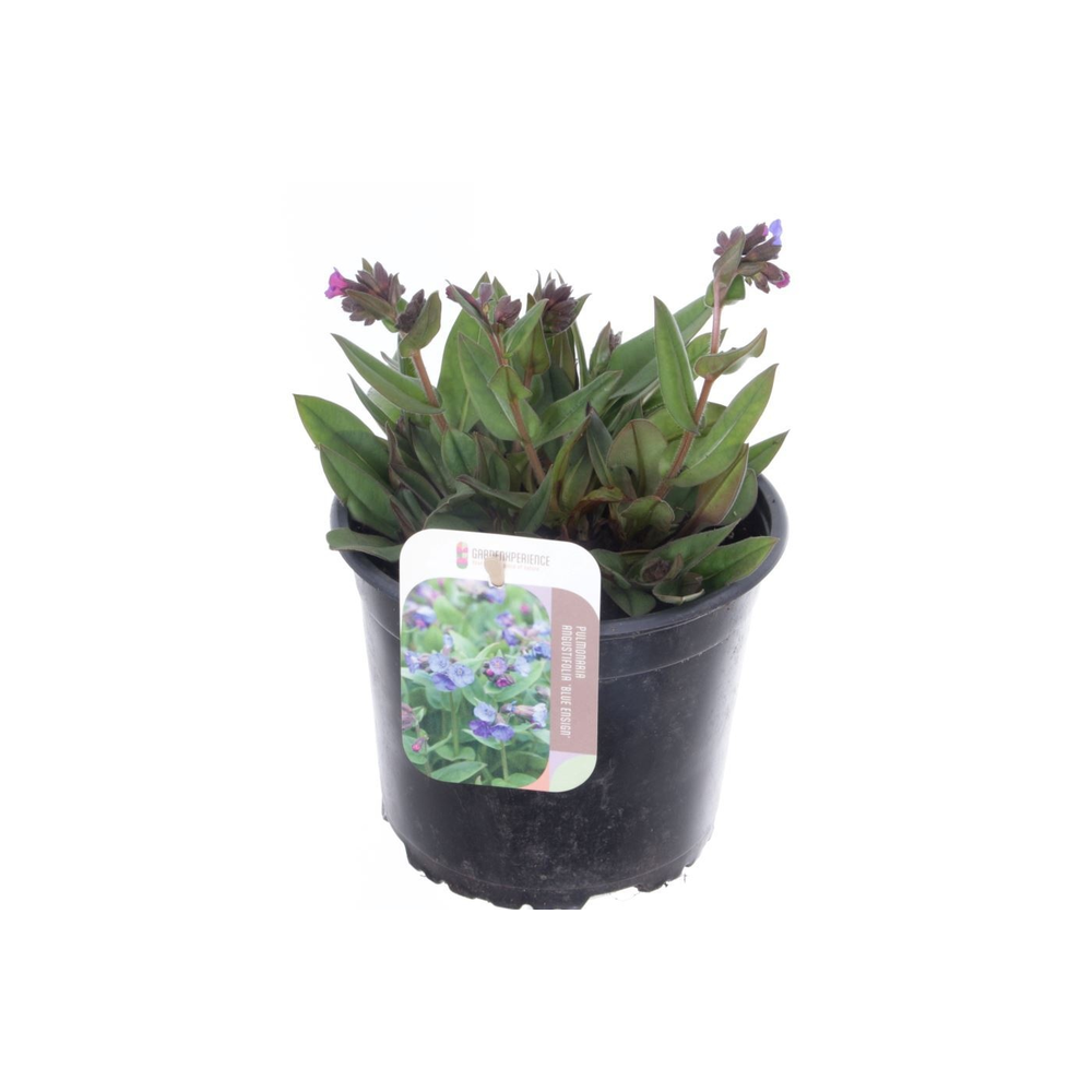 Pulmonaria angustifolia Azurea.