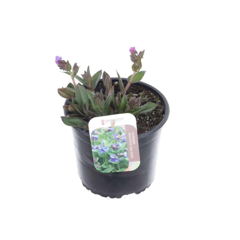 Pulmonaria angustifolia Azurea.