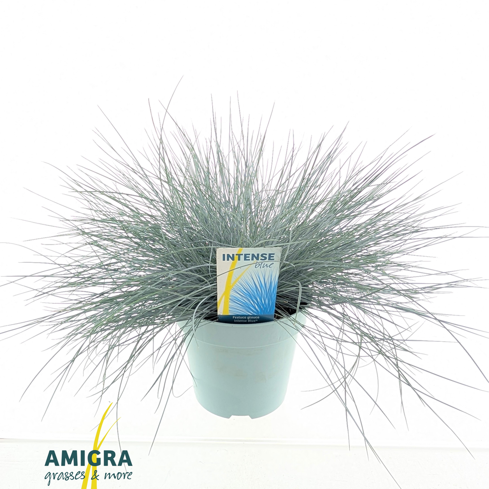 Festuca glauca Intense Blue®.