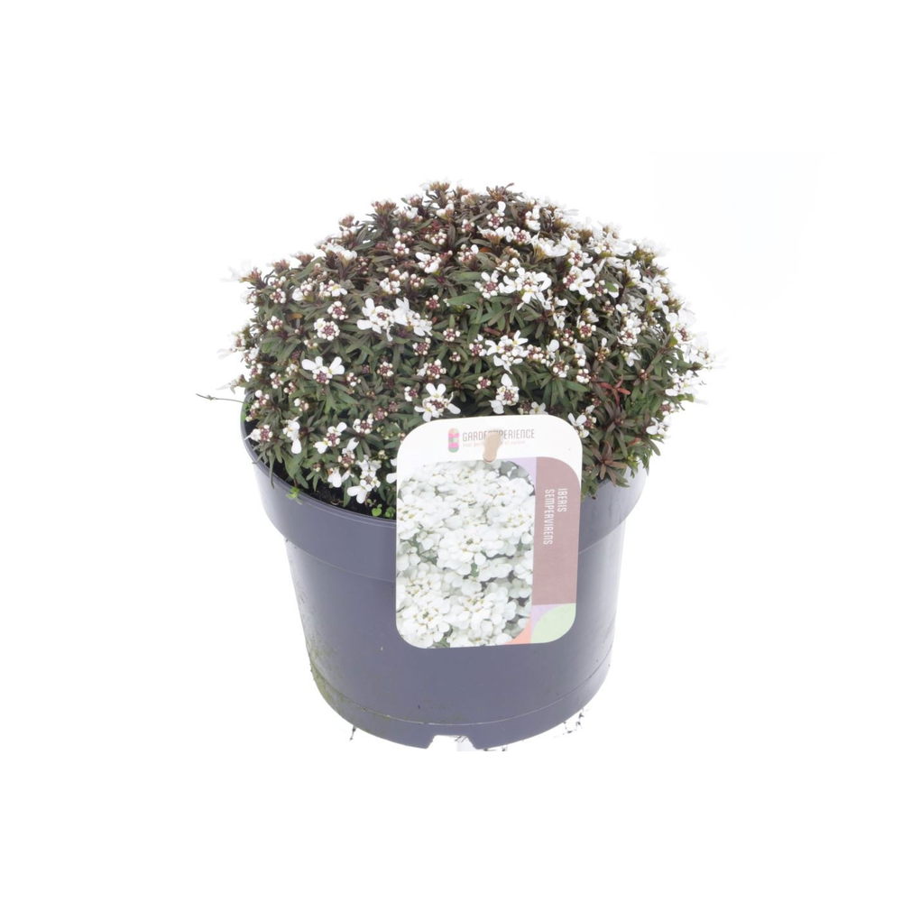 Iberis sempervirens Snow Cone.