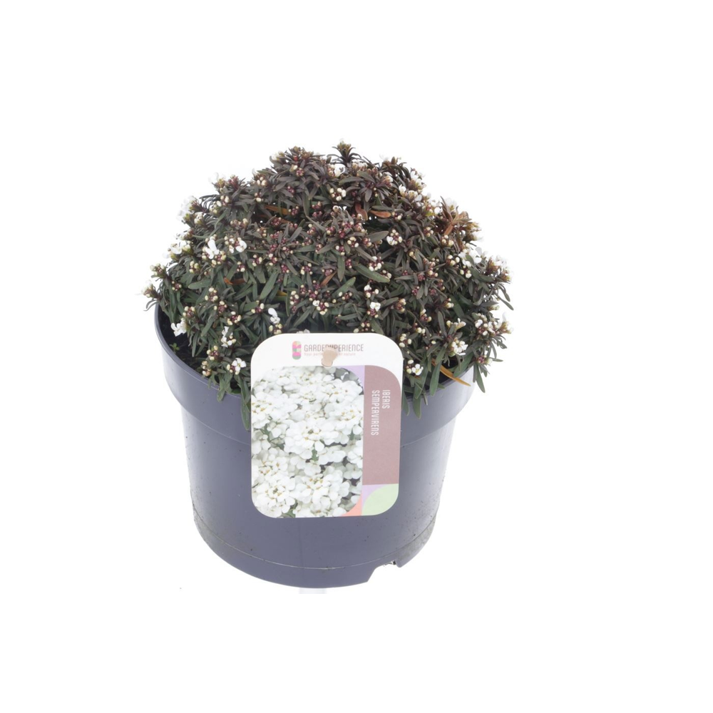 Iberis sempervirens Snow Cone.