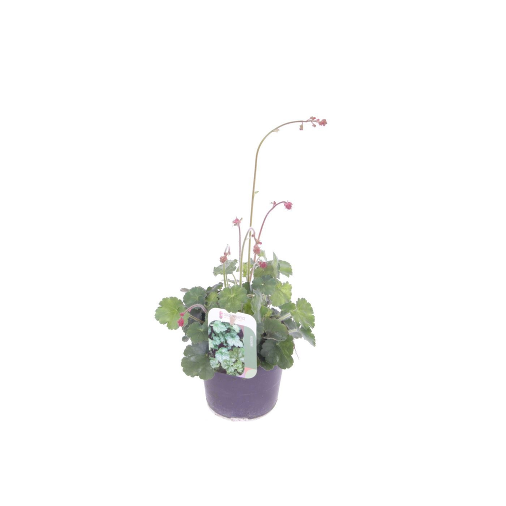 Heuchera sang. Coral Forest.