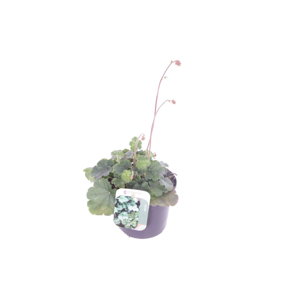 Heuchera sang. Coral Forest.