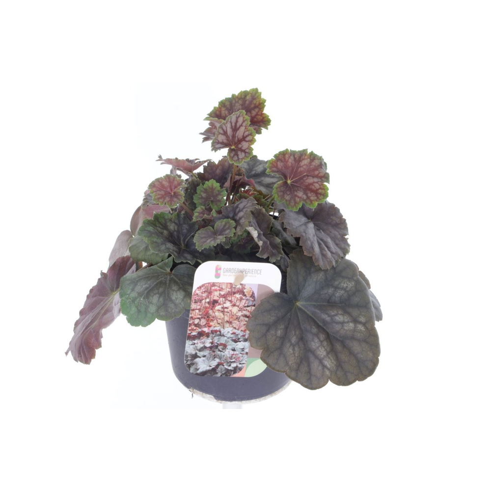 Heuchera amer. Marvelous Marble.