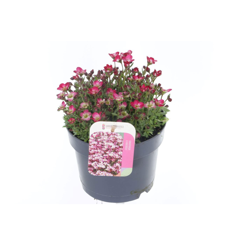 Saxifraga Alpino Early Picotee.