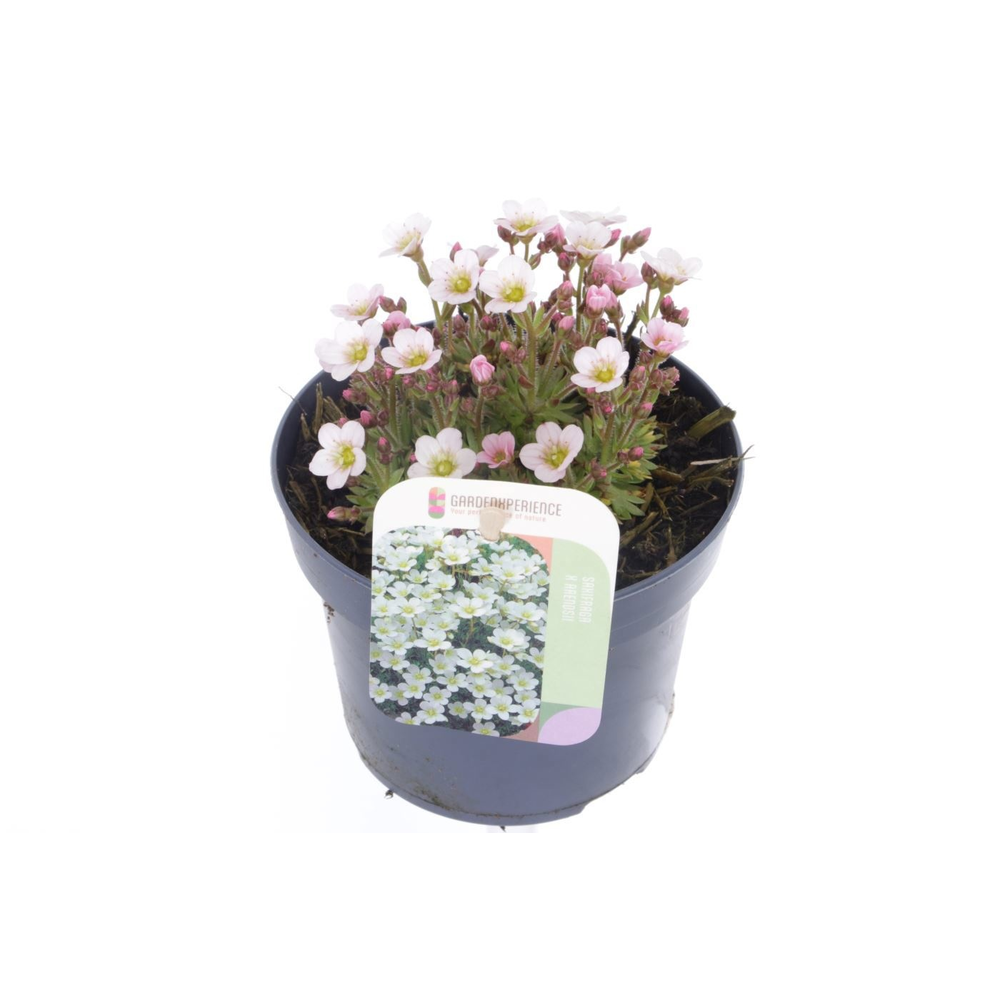 Saxifraga Ice Colours Pearl White.