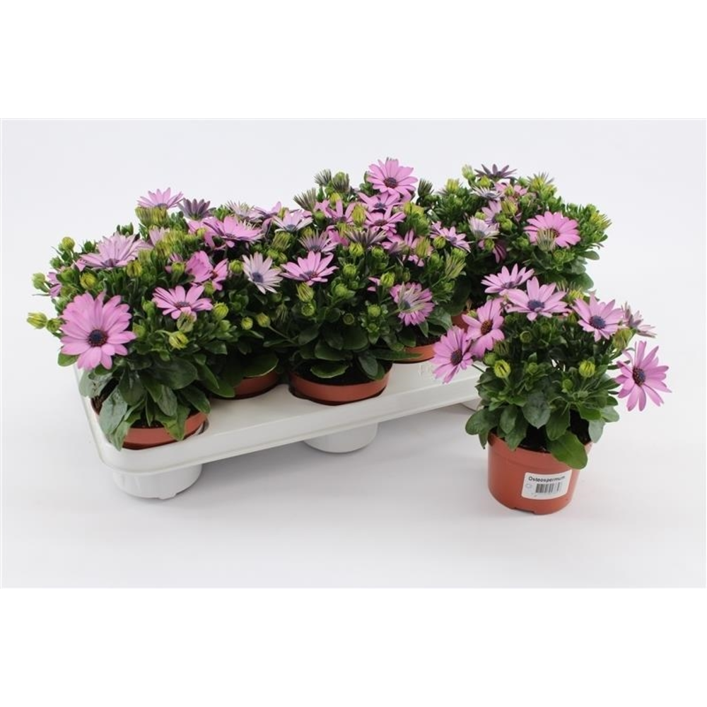 Osteospermum Pink.