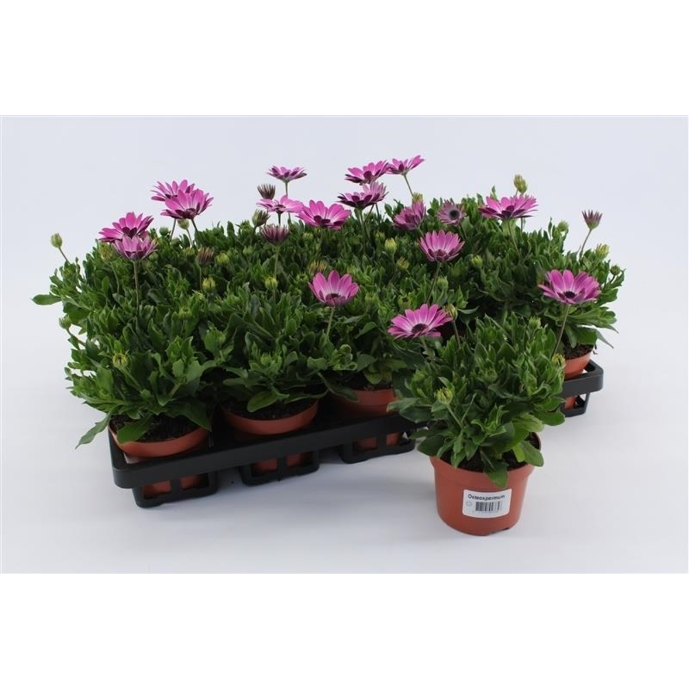 Osteospermum Purple White.