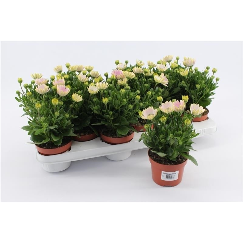 Osteospermum Soft Pink.