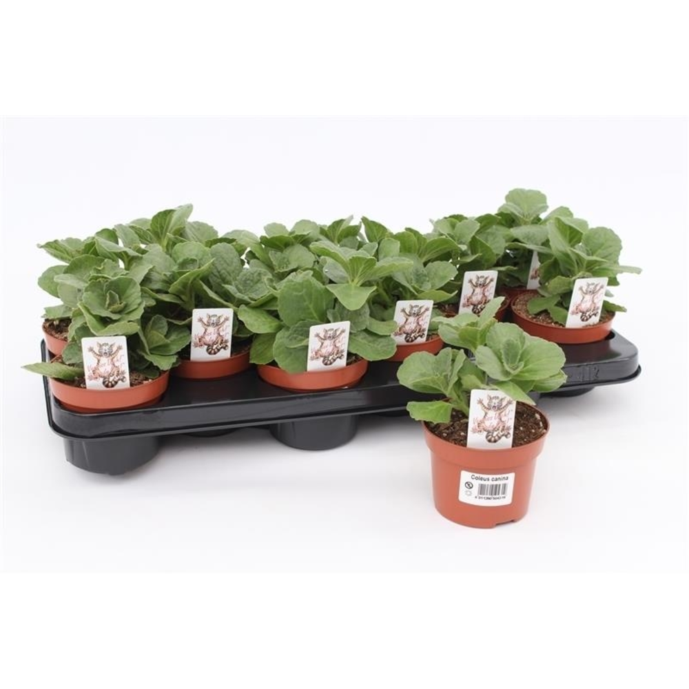 Coleus Verpiss-Dich Katteschrik.