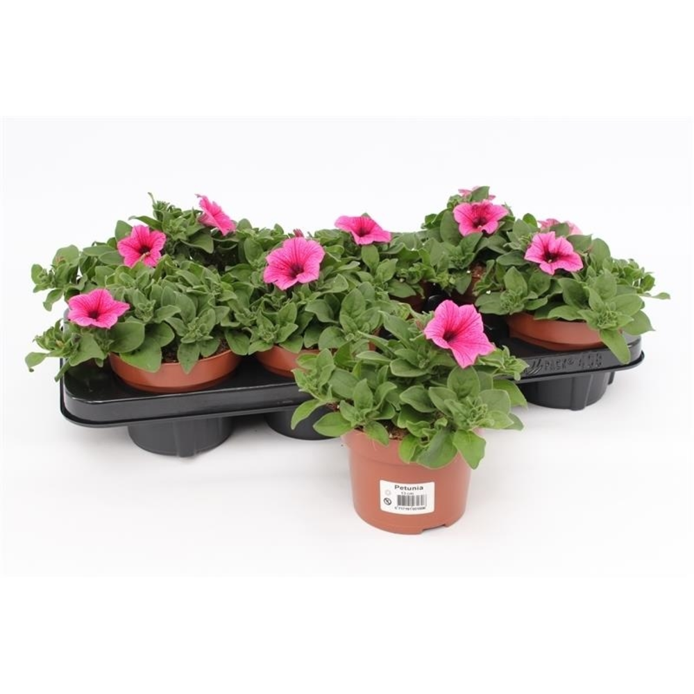Petunia Pink.