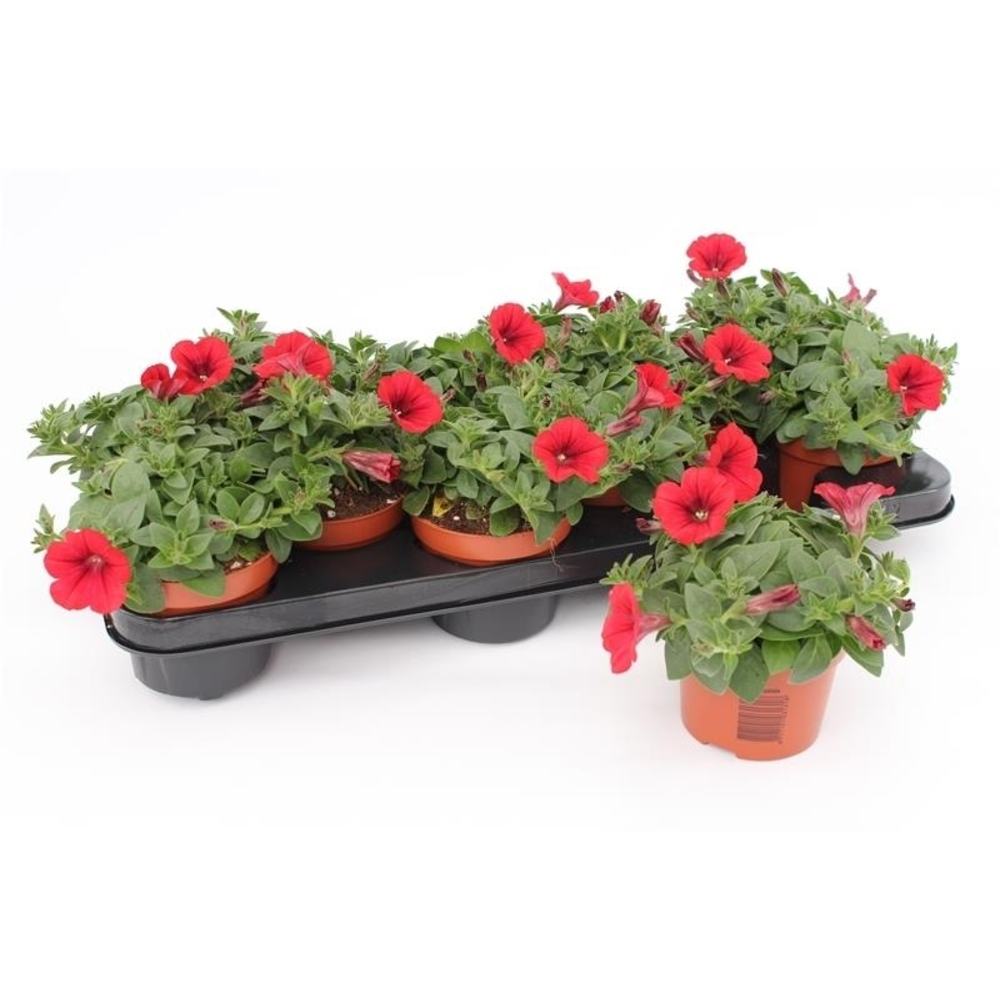 Petunia Red.