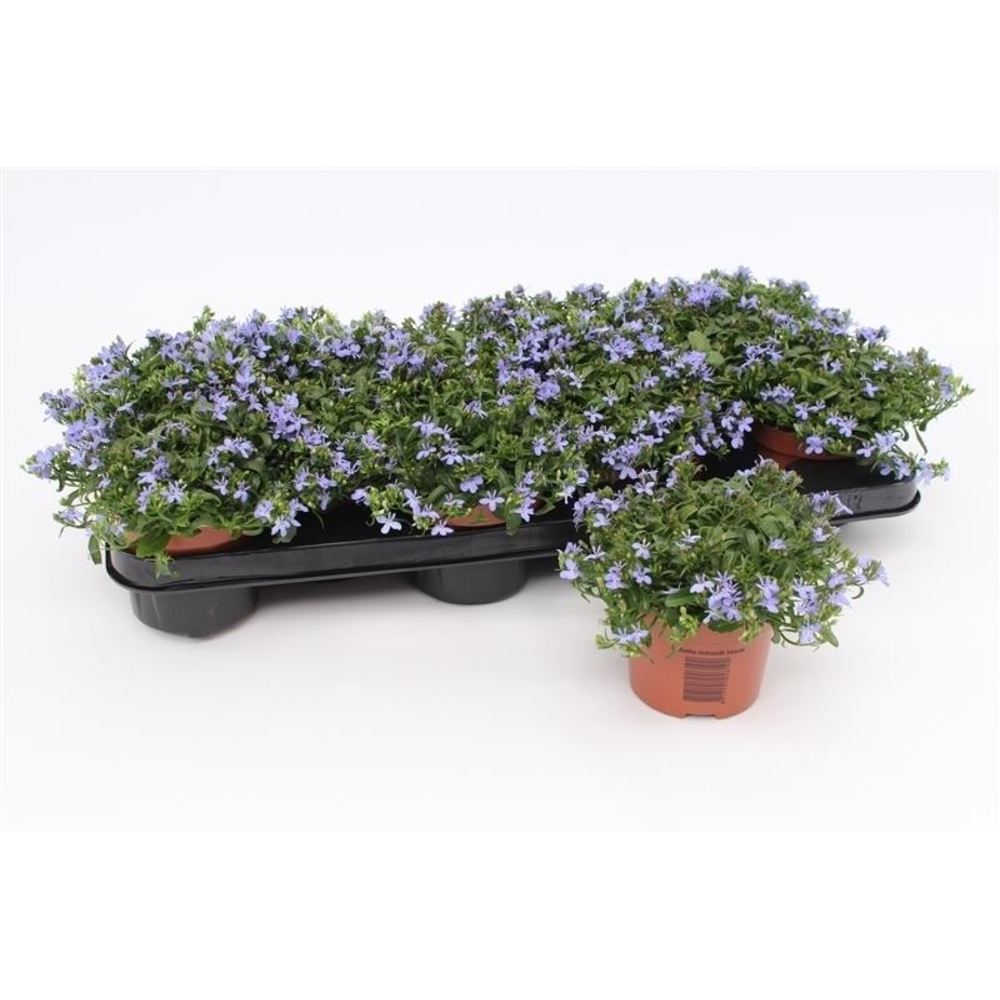 Lobelia Richardii Blue.