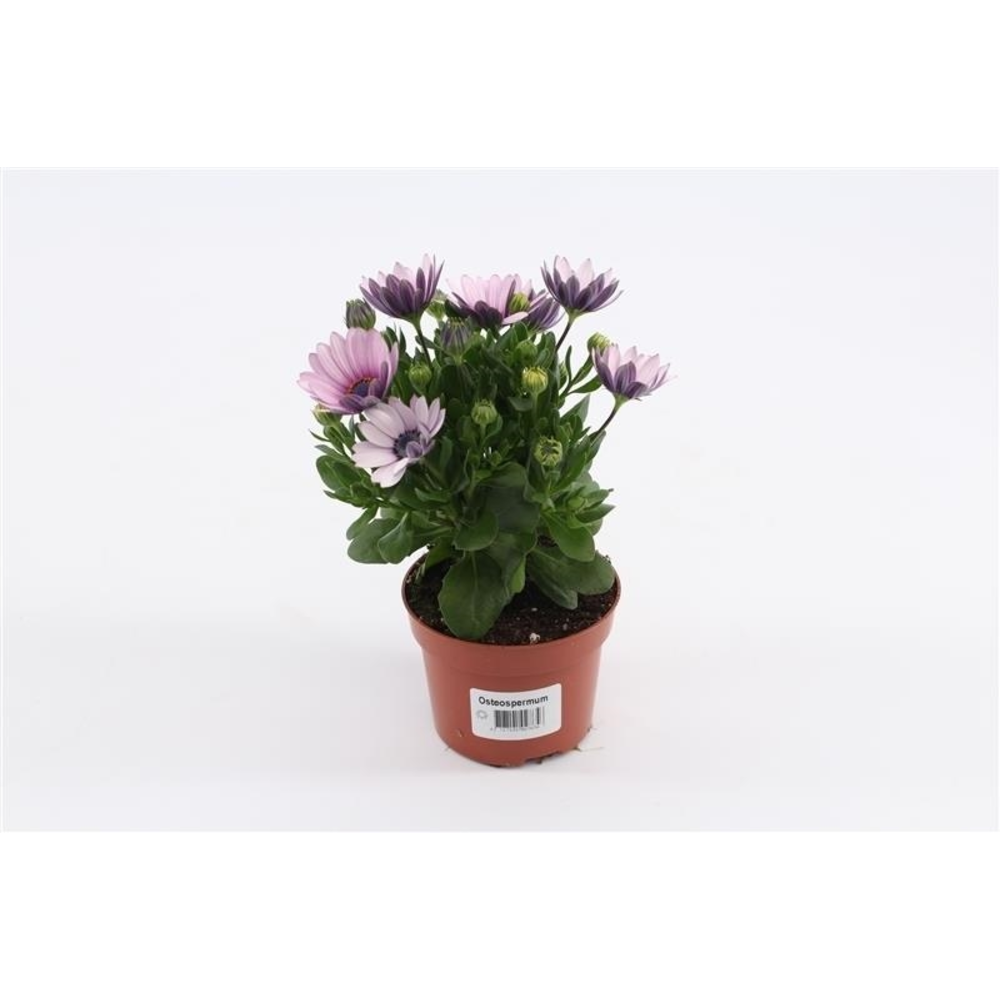 Osteospermum Pink With Eye.