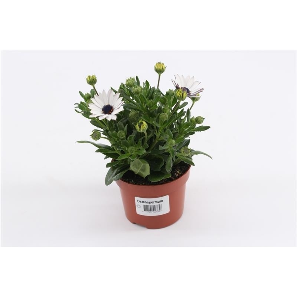 Osteospermum White.