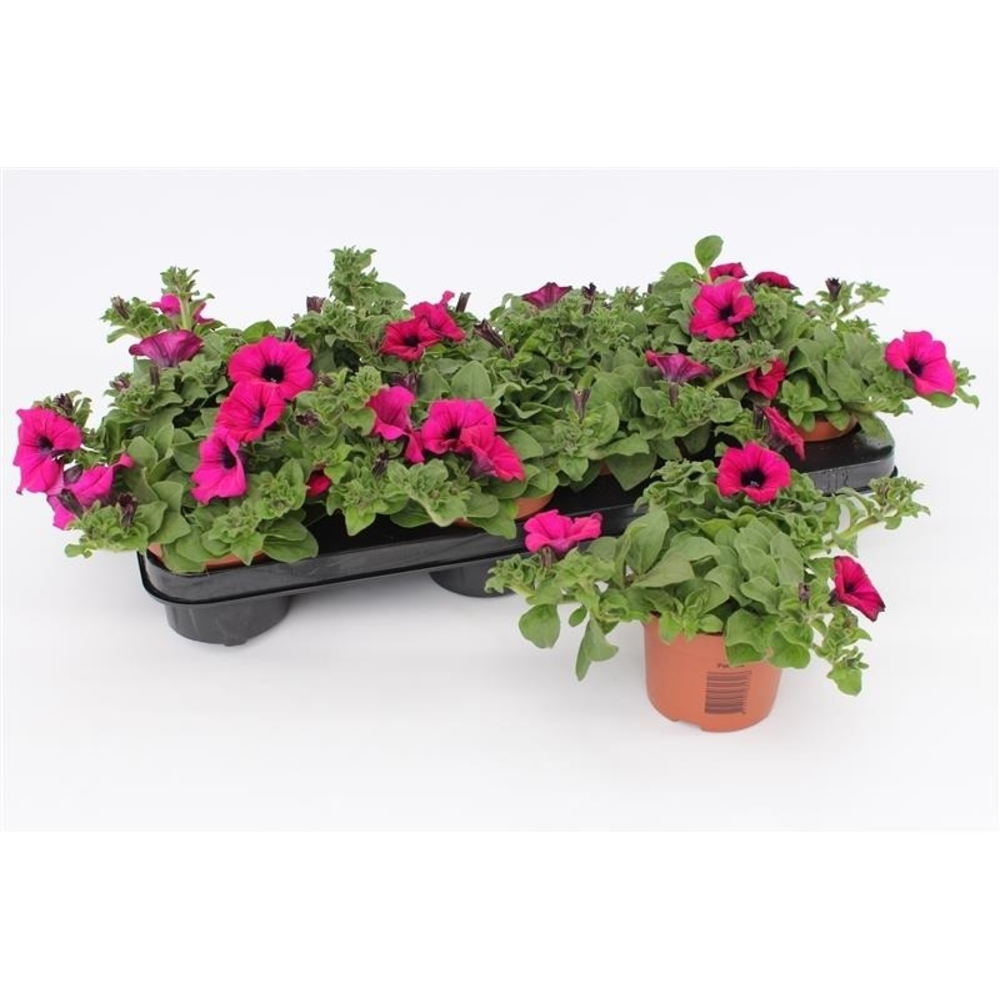 Petunia Purple.