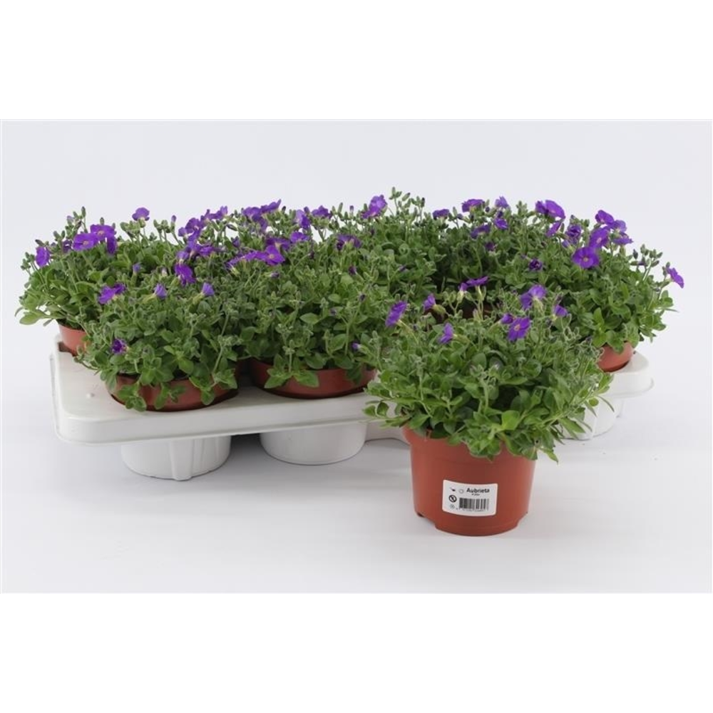 Aubrieta Gracilis Kitte.
