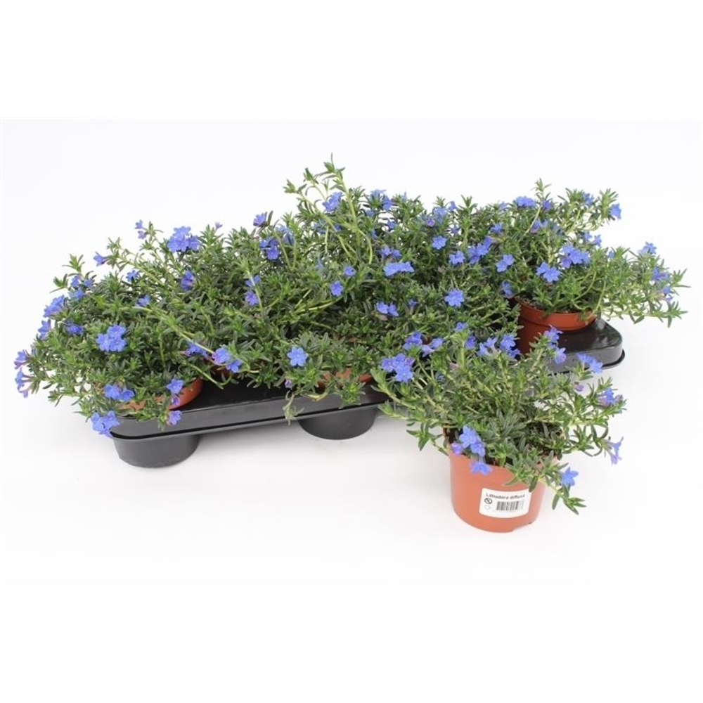 Lithodora Diffusa Heavenly Blue.