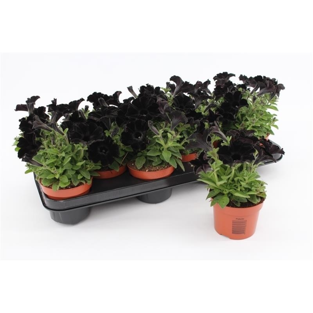 Petunia Black.