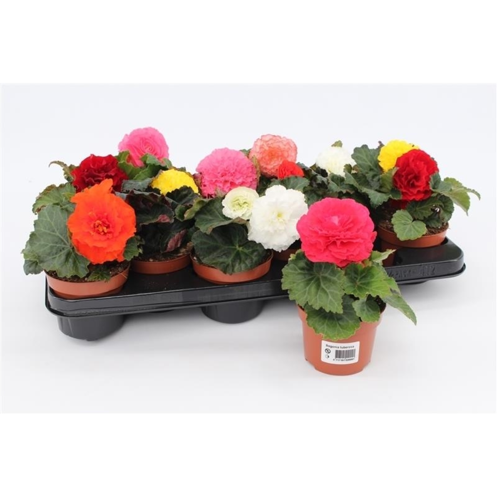 Begonia Tuberosa Mix.