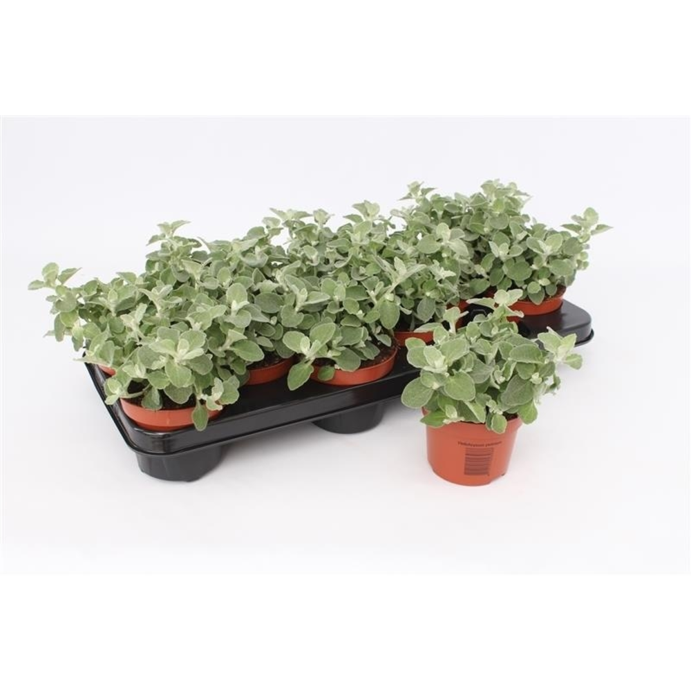 Helichrysum Petiolare.